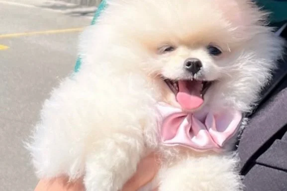 4 aylık pomerian teacup 4