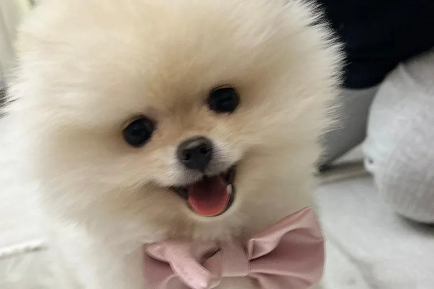 4 aylık pomerian teacup 2