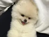 4 aylık pomerian teacup