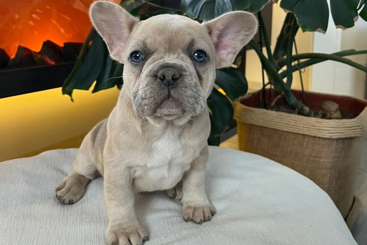 EGZOTİK FRENCH BULLDOG YAVRULARIM HARİKA RENKLER VE ANATOMİLER 2