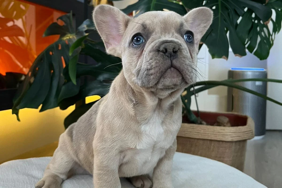 EGZOTİK FRENCH BULLDOG YAVRULARIM HARİKA RENKLER VE ANATOMİLER 1