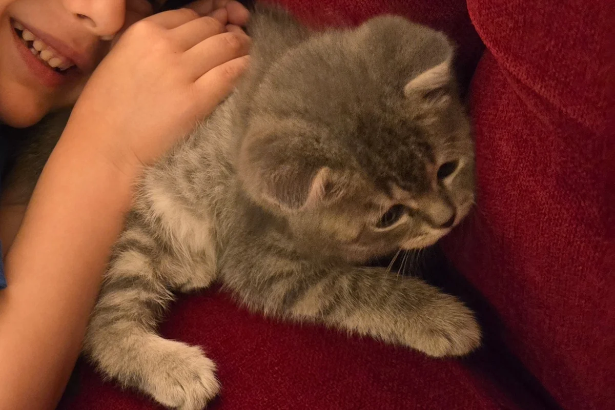 3 aylık shorthair yavrumuz 3