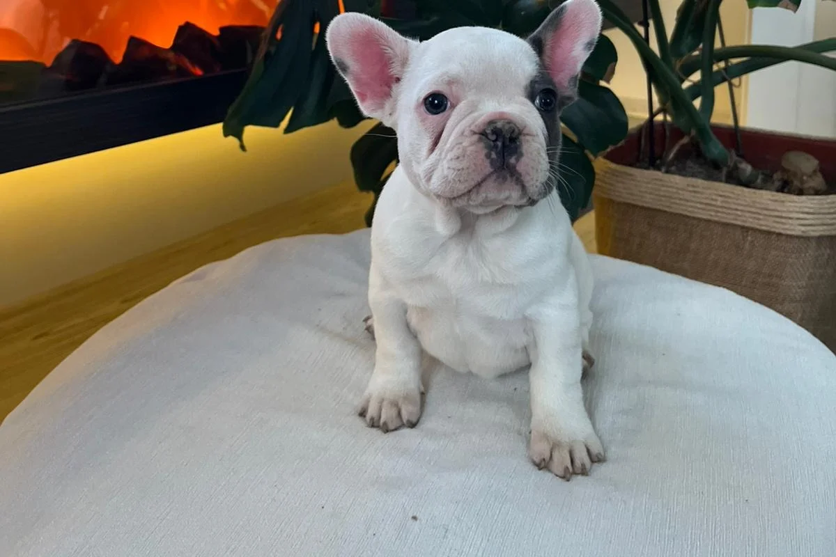 EGZOTİK FRENCH BULLDOG YAVRULARIM HARİKA RENKLER VE ANATOMİLER 4
