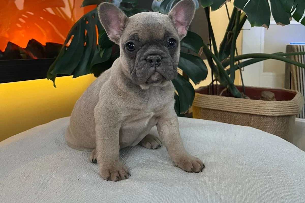 EGZOTİK FRENCH BULLDOG YAVRULARIM HARİKA RENKLER VE ANATOMİLER 3
