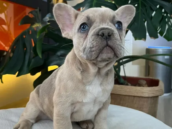 EGZOTİK FRENCH BULLDOG YAVRULARIM HARİKA RENKLER VE ANATOMİLER