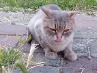 7 aylık british kedi