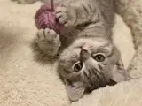3 aylık shorthair yavrumuz