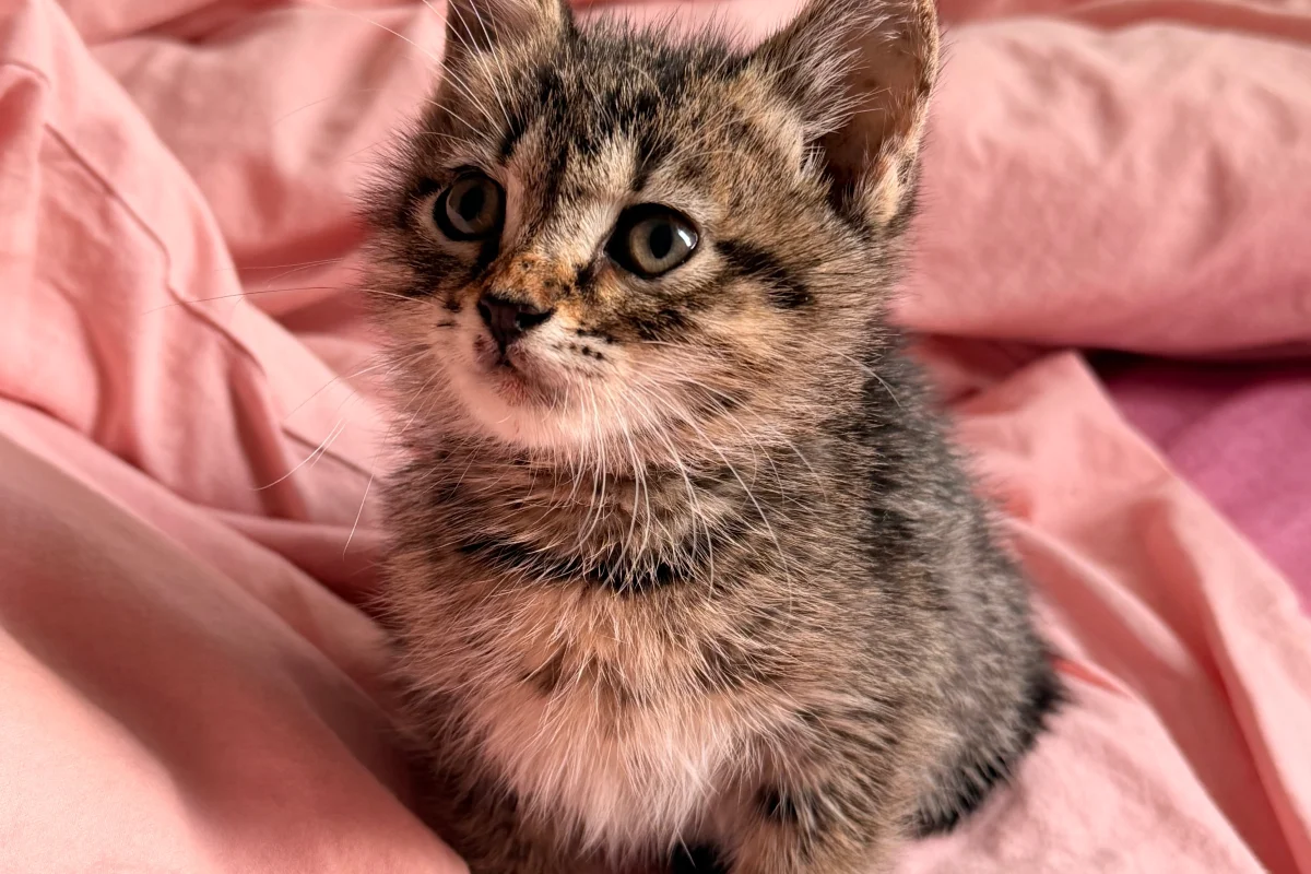 Sevgi Dolu Bir Yuva Bekliyor! 🐾 2