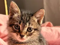 Sevgi Dolu Bir Yuva Bekliyor! 🐾