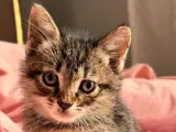 Sevgi Dolu Bir Yuva Bekliyor! 🐾