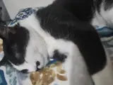 smokin kedi nerdeyse 1 yaşında