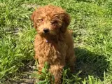 4 aylık toy poodle