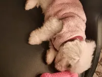 3 AYLIK MALTESE