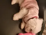 3 AYLIK MALTESE