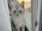 Kızımıza yuva arıyoruz