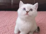 Blue Point British Shorthair Kızımız Yeni Yuvasını Arıyor