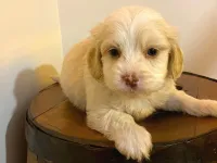 Ev doğumu maltipoo bebeklerimiz
