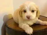 Ev doğumu maltipoo bebeklerimiz