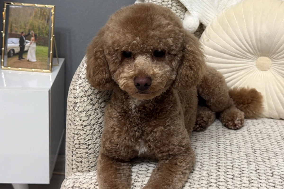 2 yaşına yakın erkek toy poodle 3