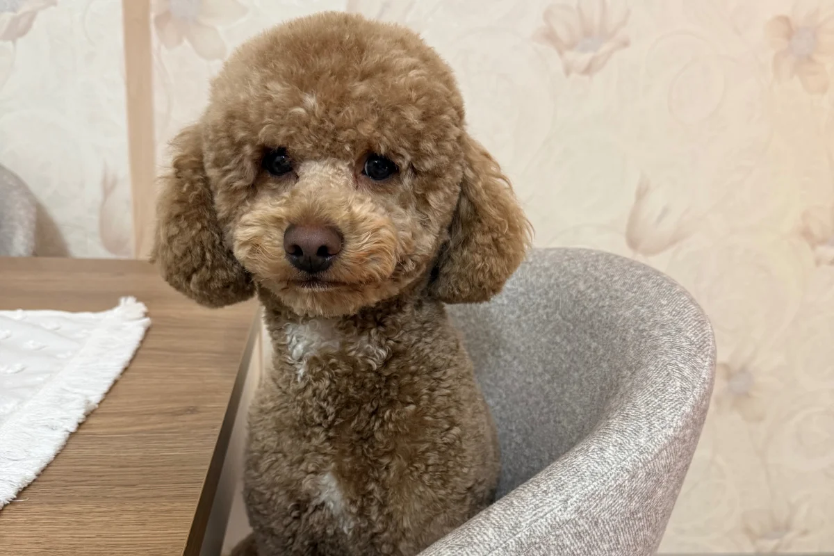 2 yaşına yakın erkek toy poodle 2