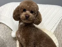 2 yaşına yakın erkek toy poodle