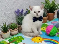 Boncuk gözlü yavrularım teslime hazır