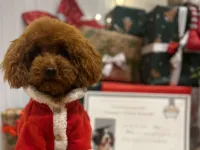Kore Teacup Poodle