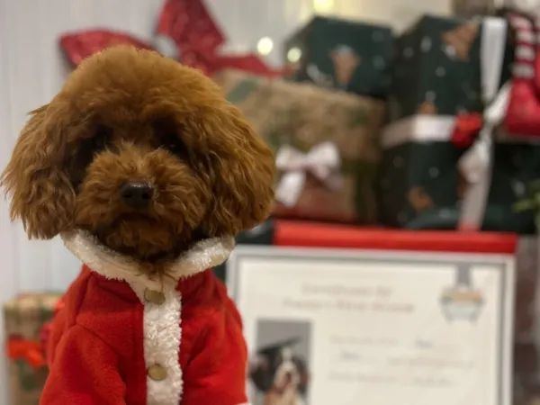 Kore Teacup Poodle
