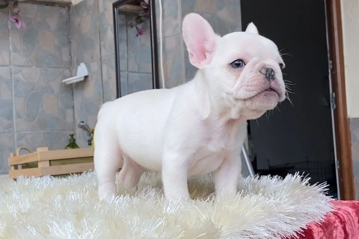 EGZOTİK BLUE FRENCH BULLDOG YAVRULARIM SAFKAN 4