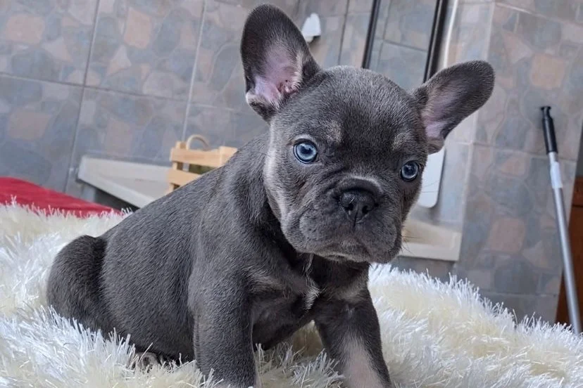 EGZOTİK BLUE FRENCH BULLDOG YAVRULARIM SAFKAN 2