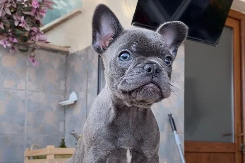 EGZOTİK BLUE FRENCH BULLDOG YAVRULARIM SAFKAN 3