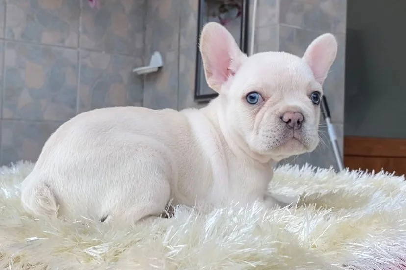 EGZOTİK BLUE FRENCH BULLDOG YAVRULARIM SAFKAN 5