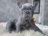 EGZOTİK BLUE FRENCH BULLDOG YAVRULARIM SAFKAN
