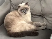 scottish fold