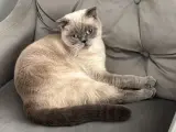 scottish fold