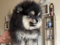 Safkan Pomeranian boo