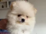 Safkan pomeranian boo