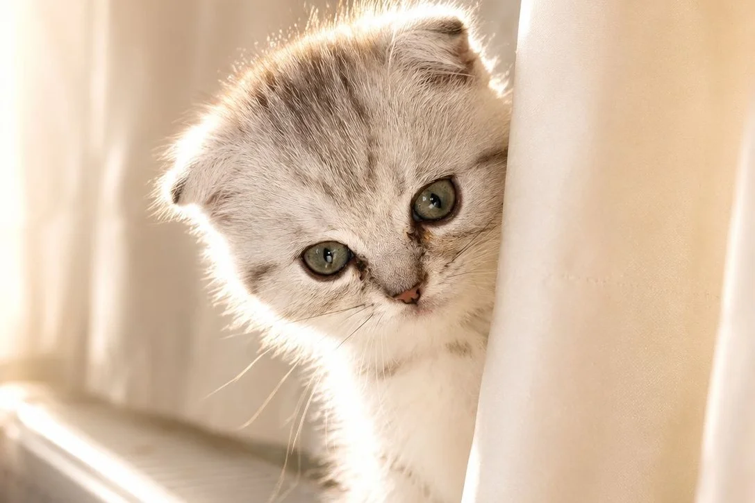 2 Aylık Scottish Fold Dişi yavrumuz yeni yuvasını arıyor 2