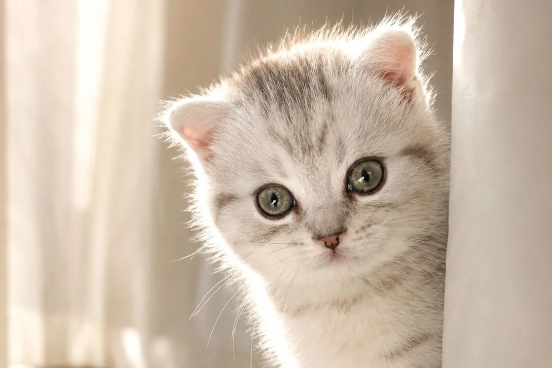 2 Aylık Scottish Fold Dişi yavrumuz yeni yuvasını arıyor 3