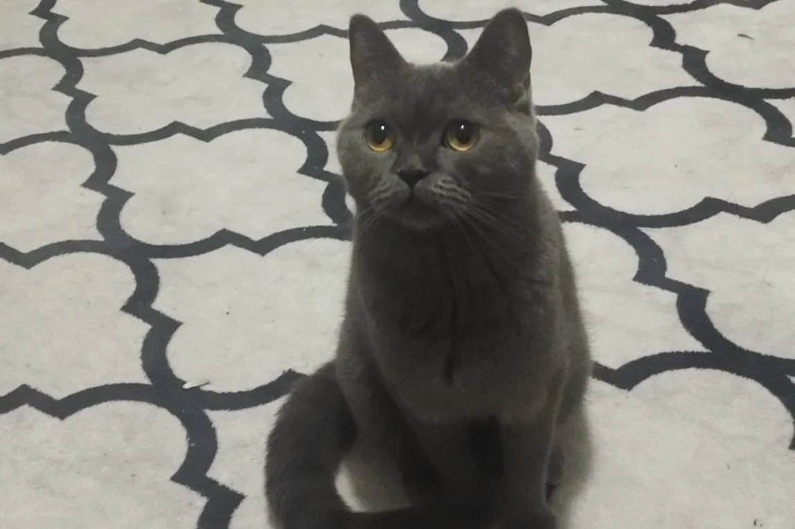1 yaşında british shorthair 2