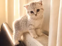 2 Aylık Scottish Fold Dişi yavrumuz yeni yuvasını arıyor
