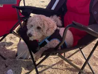 3 yaşında erkek toypoodle ogluma eş arıyorum