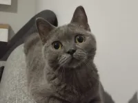 1 yaşında british shorthair