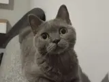 1 yaşında british shorthair