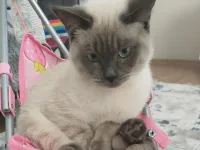 4 yaşında Siyam cinsi kedimize yeni yuva arıyoruz.