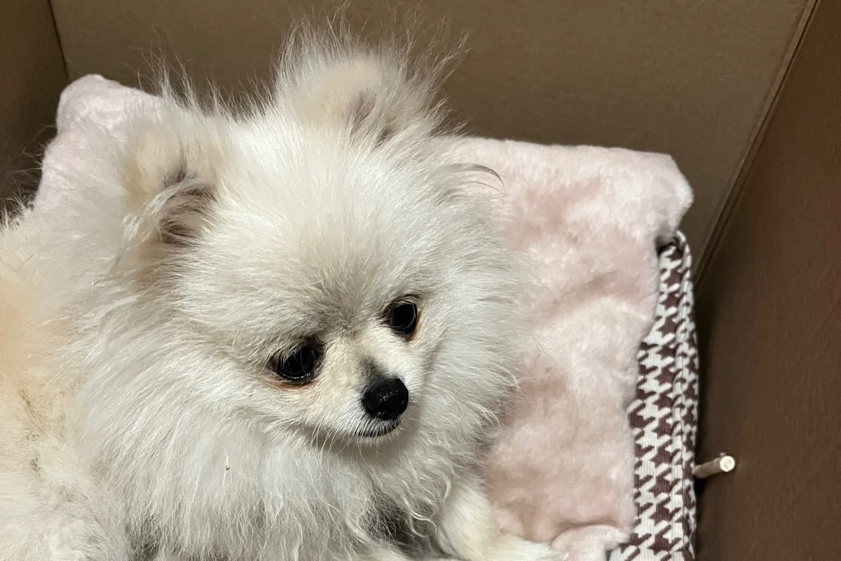 1 yaşında Pomerian Boo 5