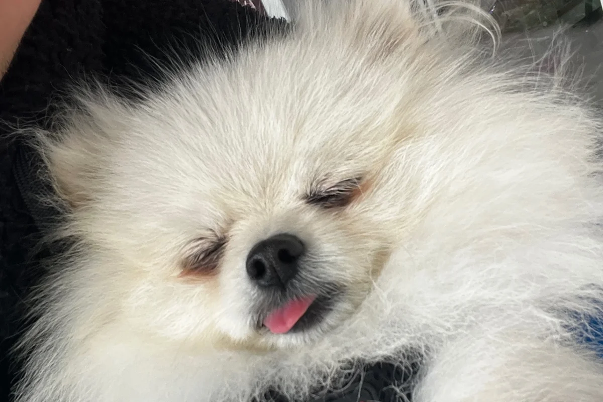 1 yaşında Pomerian Boo 4
