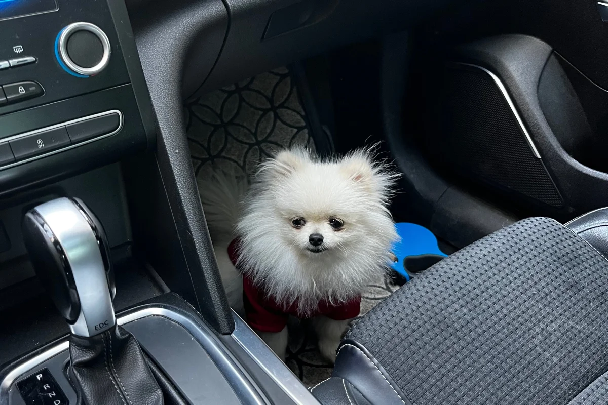 1 yaşında Pomerian Boo 3
