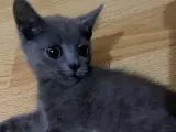 Sevimli arkadaş canlısı yavru kedi