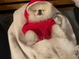 1 yaşında Pomerian Boo
